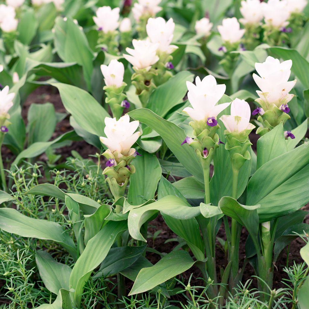 Curcuma alismatifolia White