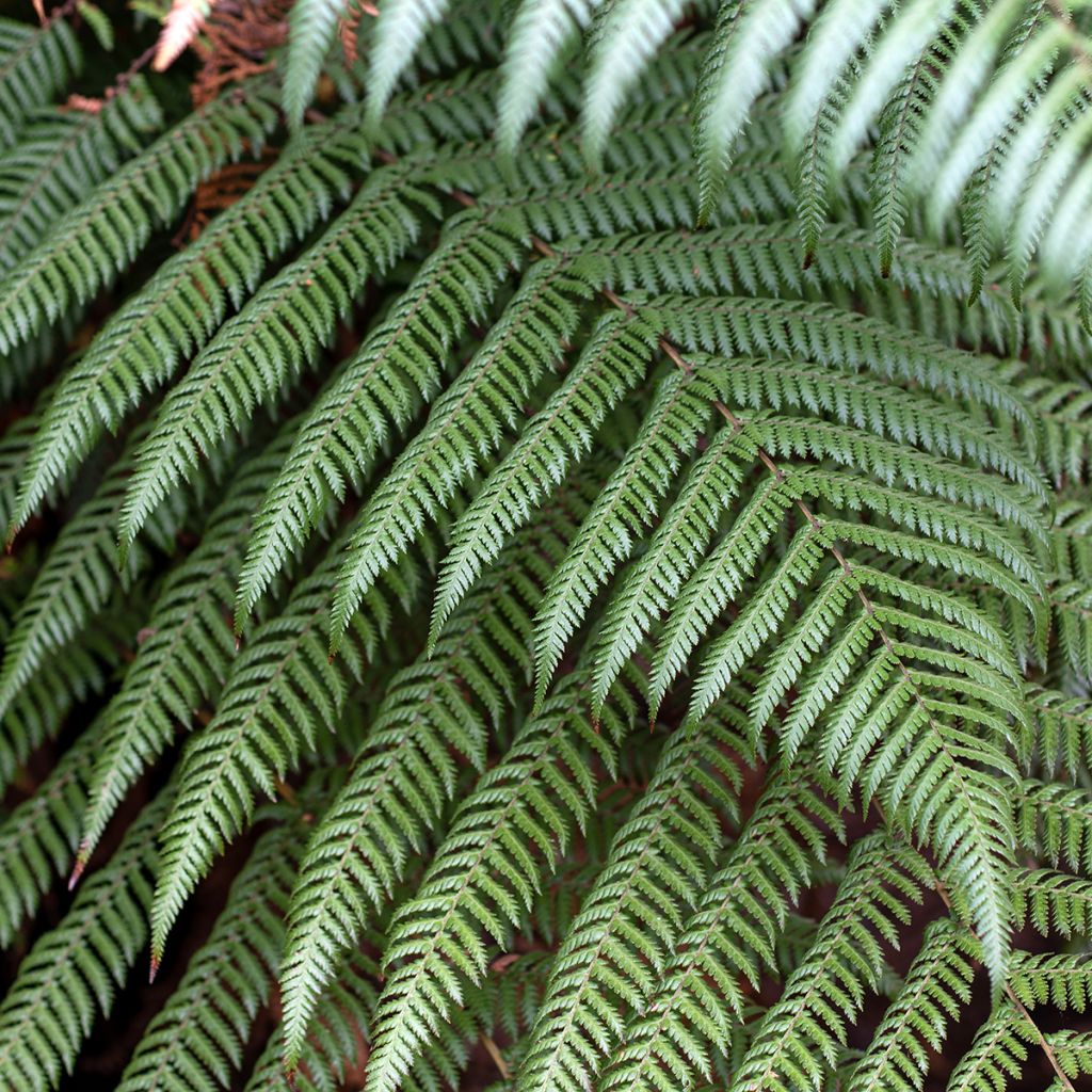 Cyathea australis - Felce arborea
