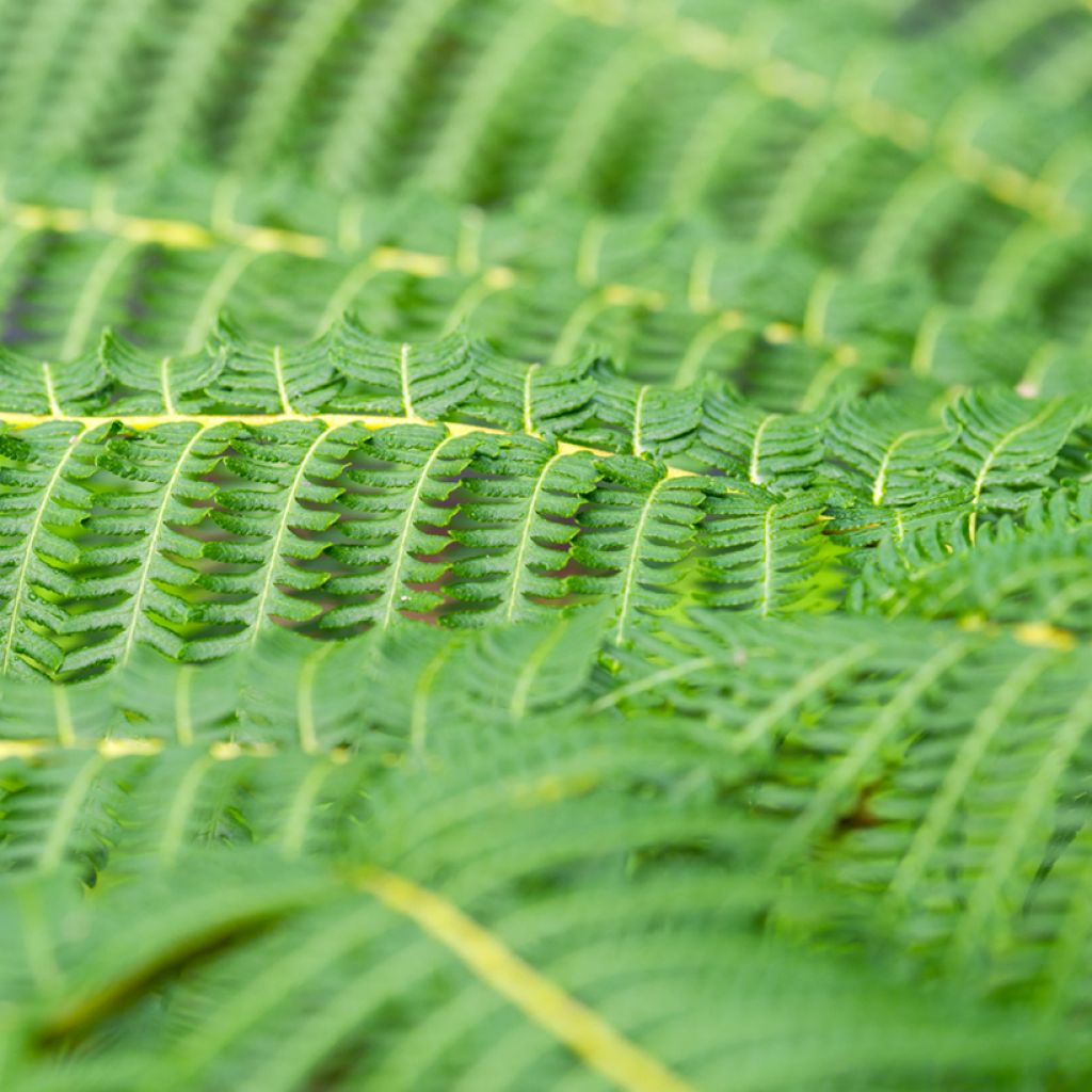 Cyathea australis - Felce arborea