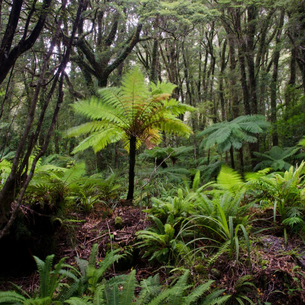 Cyathea australis - Felce arborea