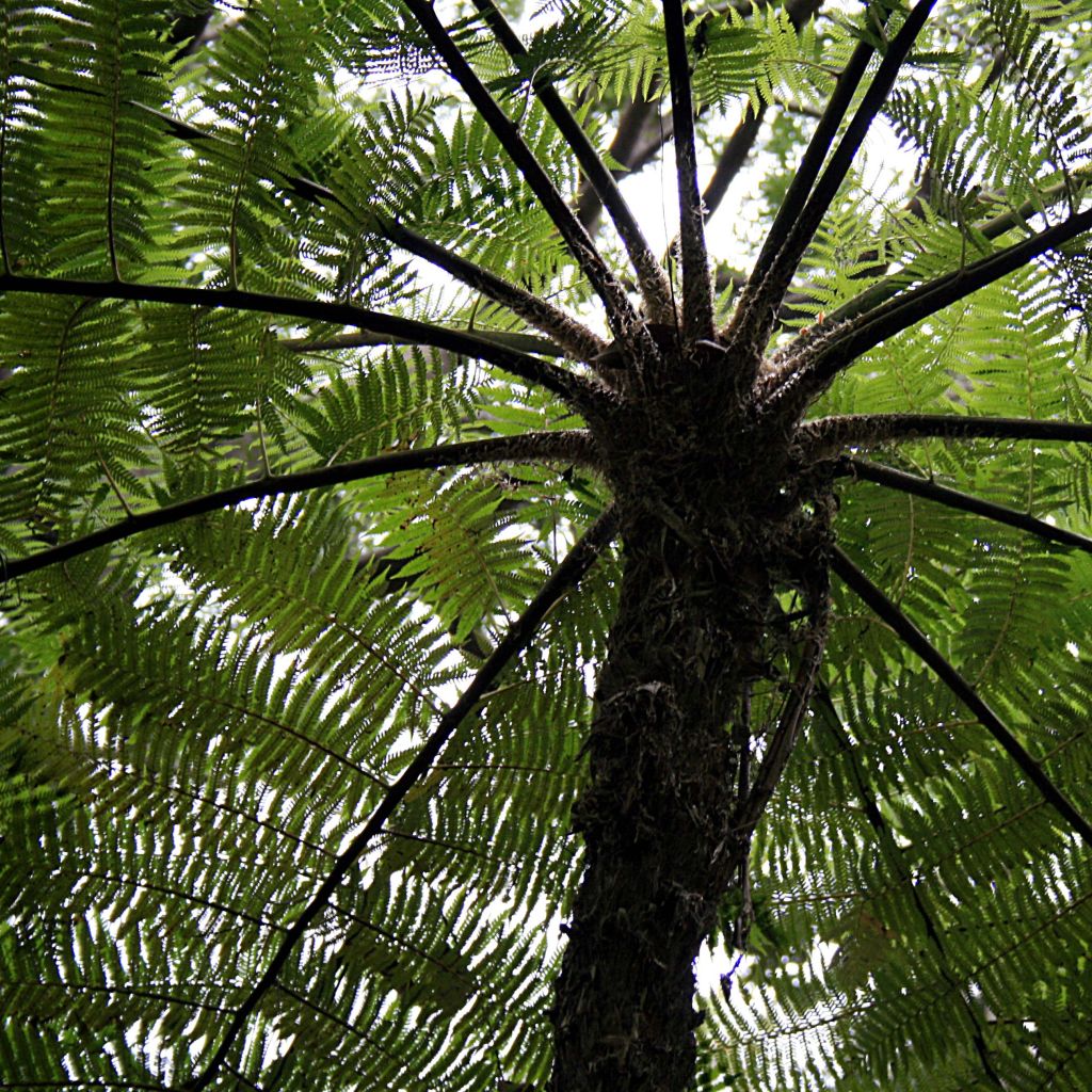Cyathea cooperi - Felce arborea