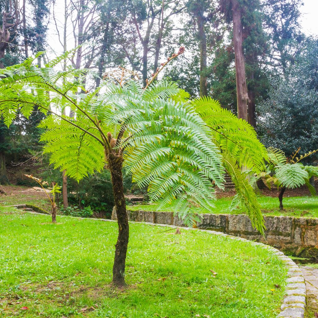 Cyathea cooperi - Felce arborea