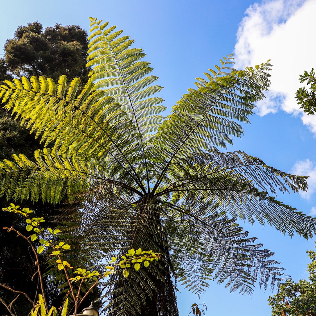 Cyathea cooperi - Felce arborea