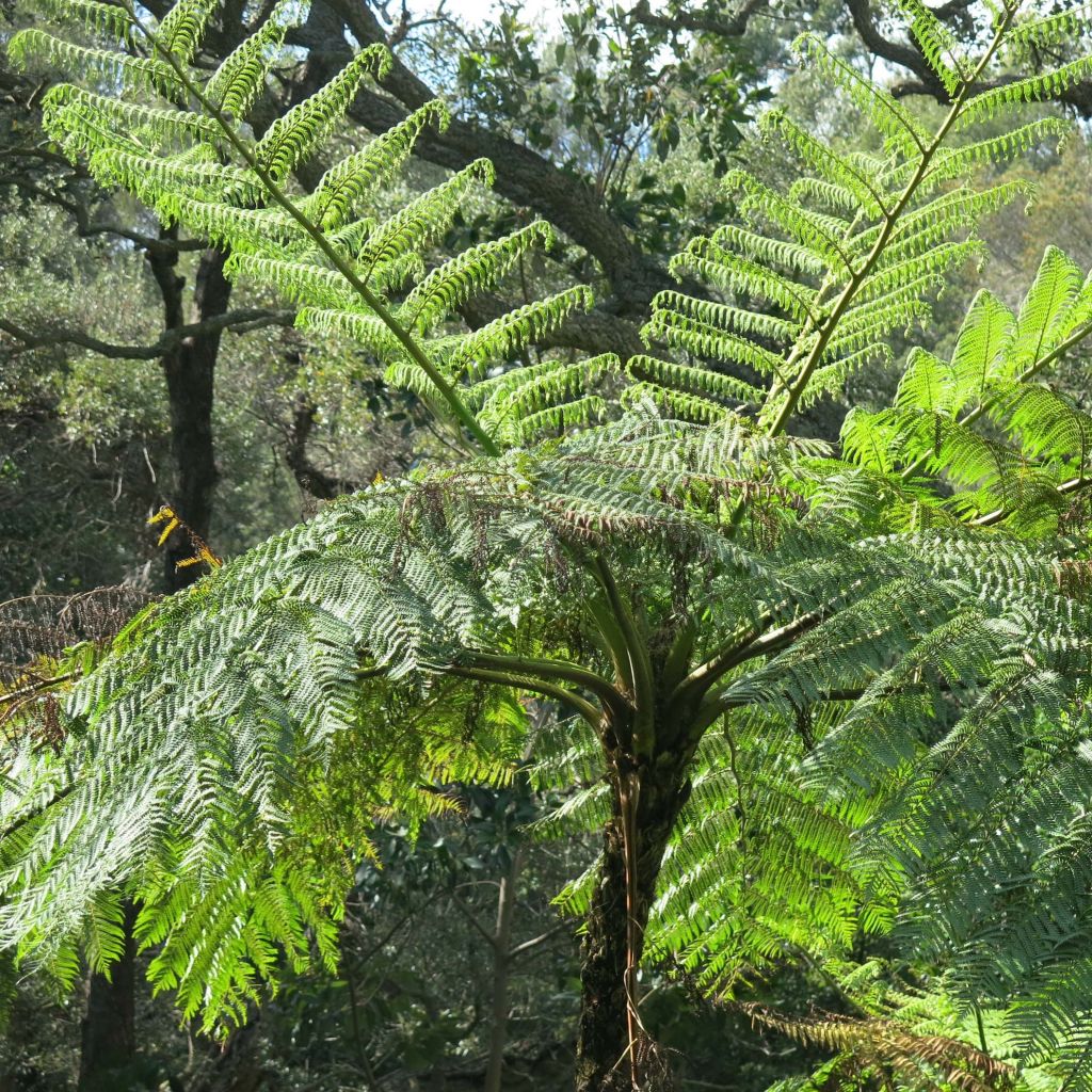 Cyathea medullaris - Felce nera