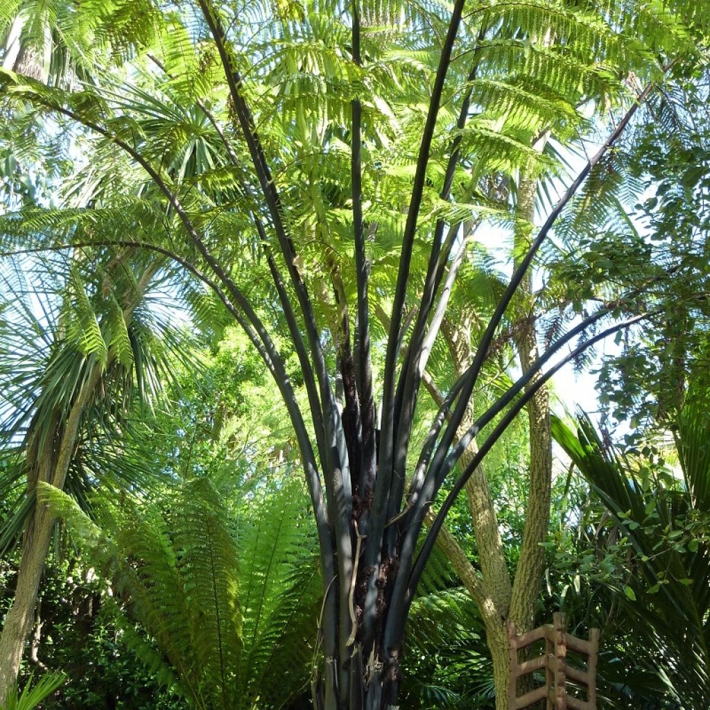 Cyathea medullaris - Felce nera