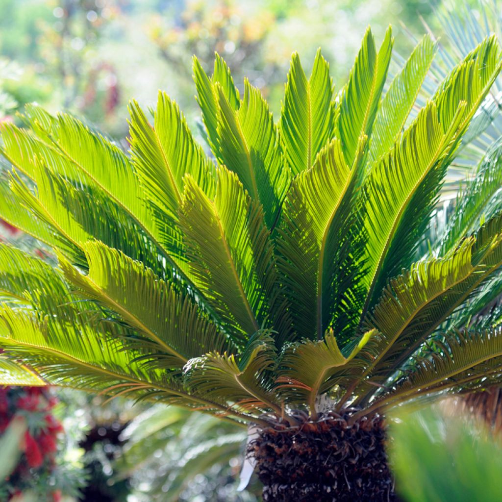 Cycas revoluta - Cycas del Giappone