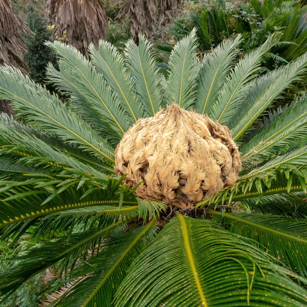 Cycas revoluta - Cycas del Giappone