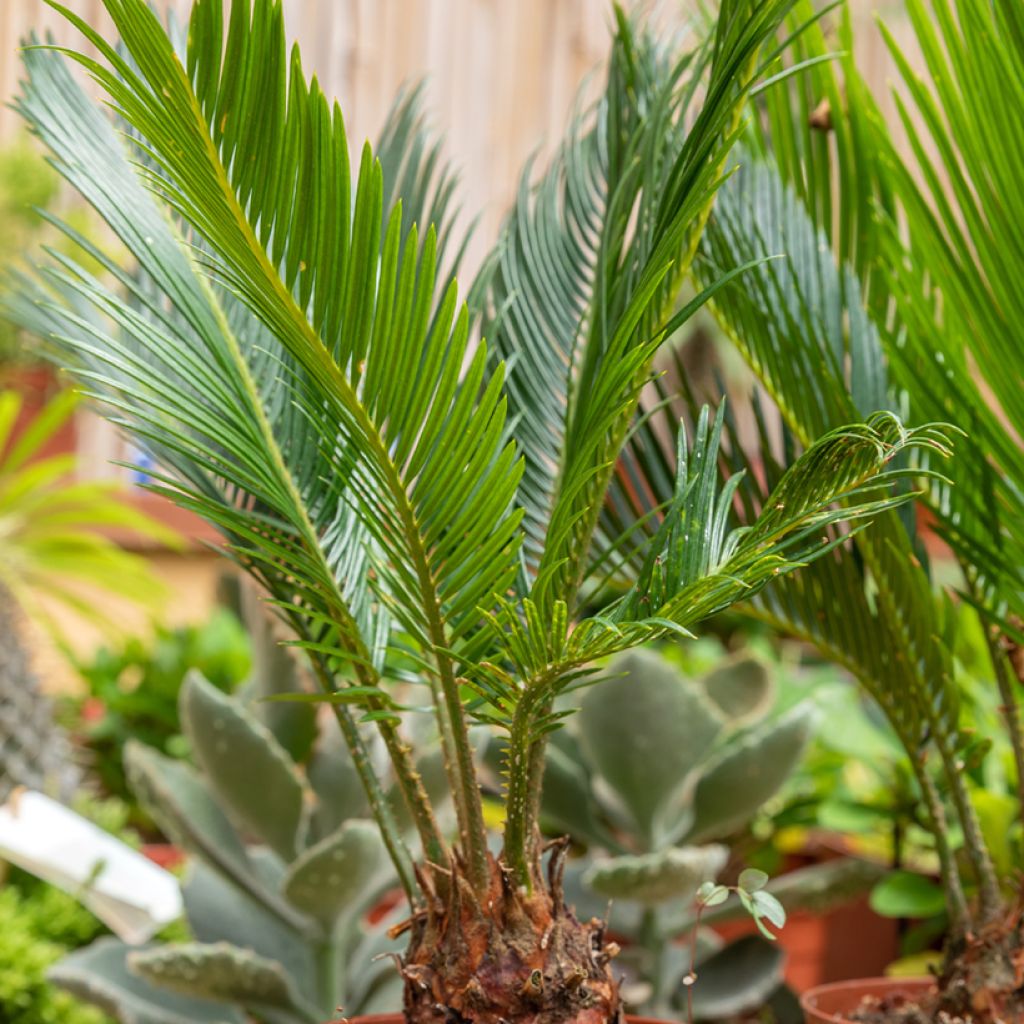 Cycas revoluta - Cycas del Giappone