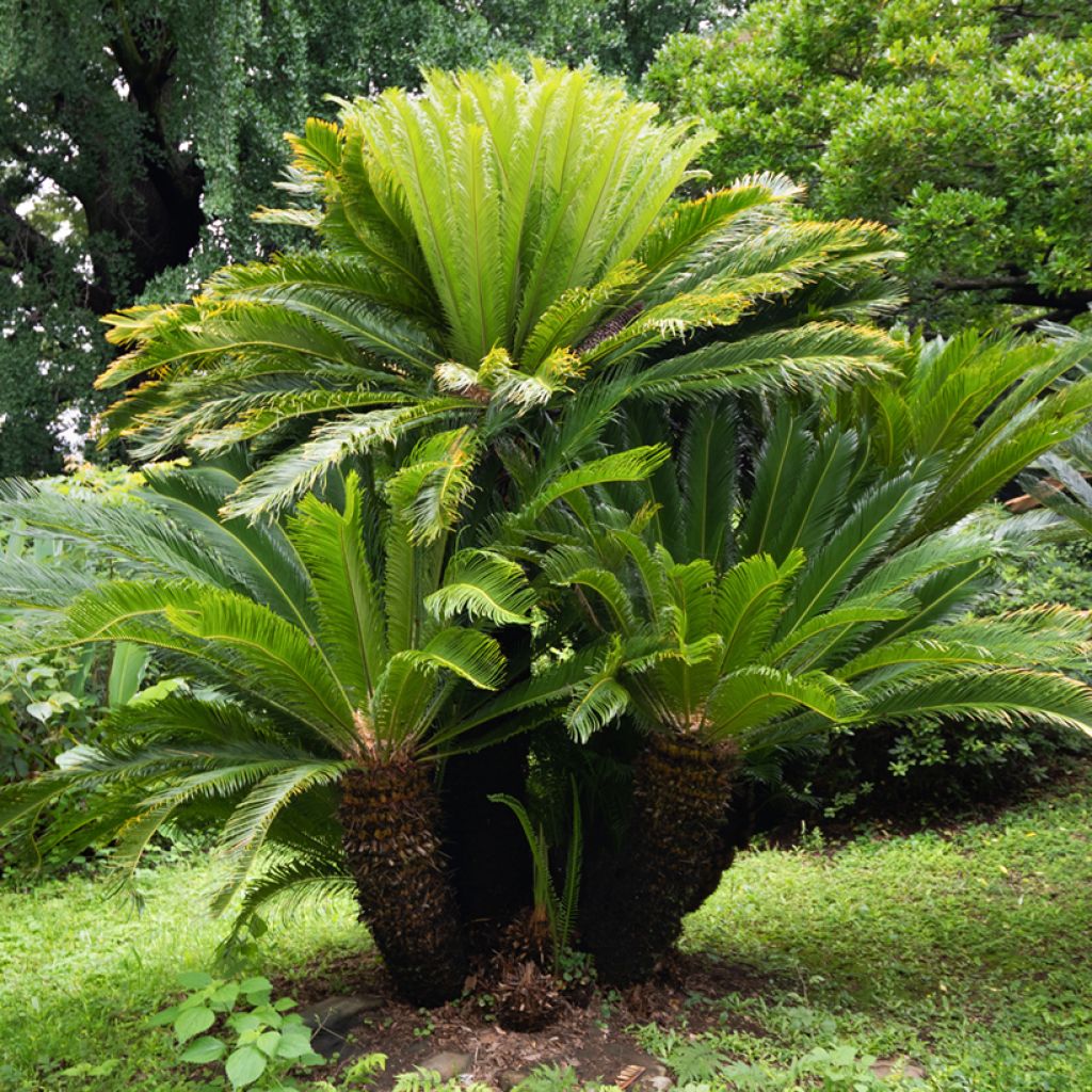 Cycas revoluta - Cycas del Giappone