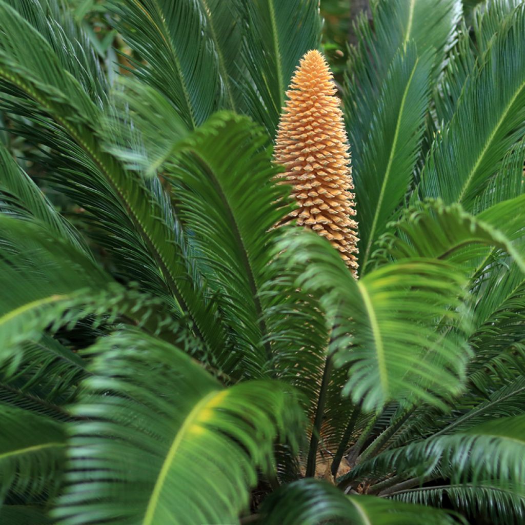 Cycas revoluta - Cycas del Giappone