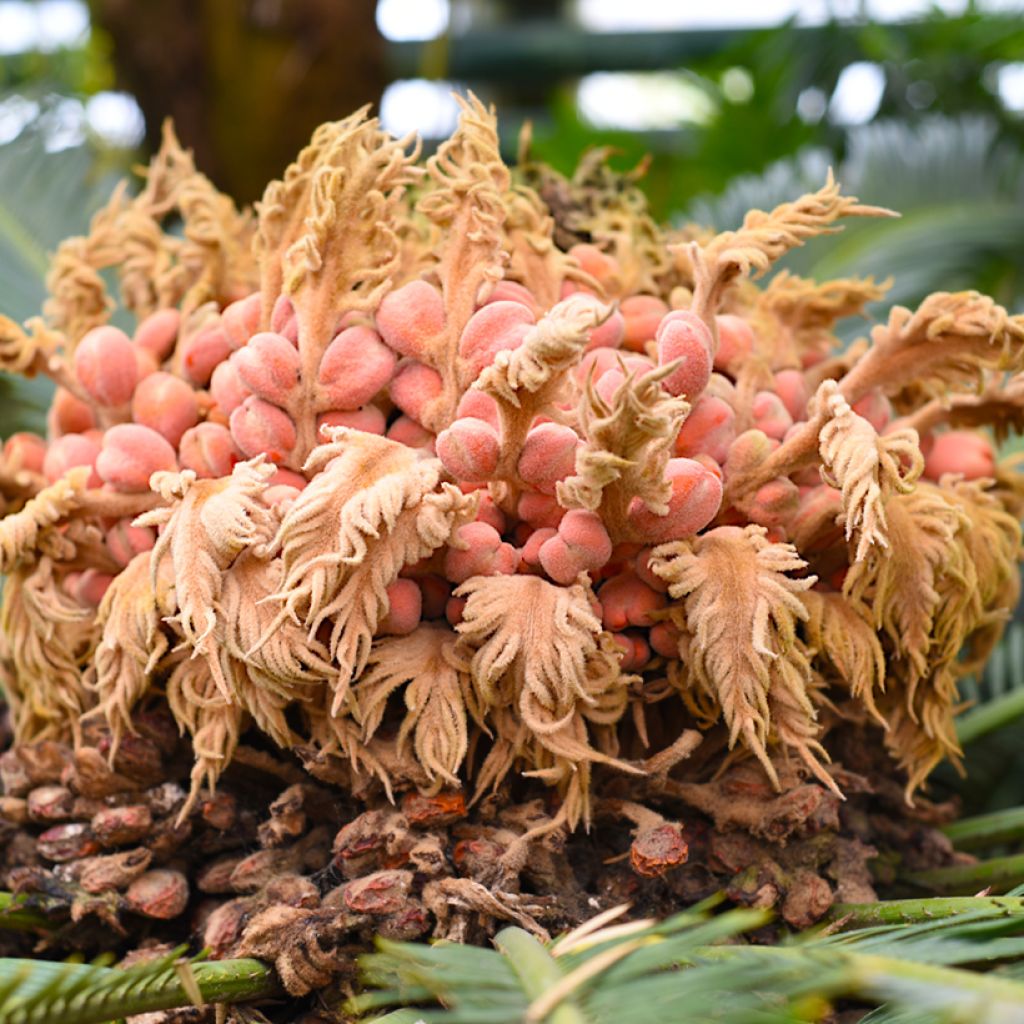 Cycas revoluta - Cycas del Giappone