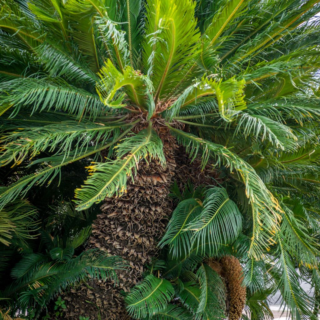 Cycas revoluta - Cycas del Giappone