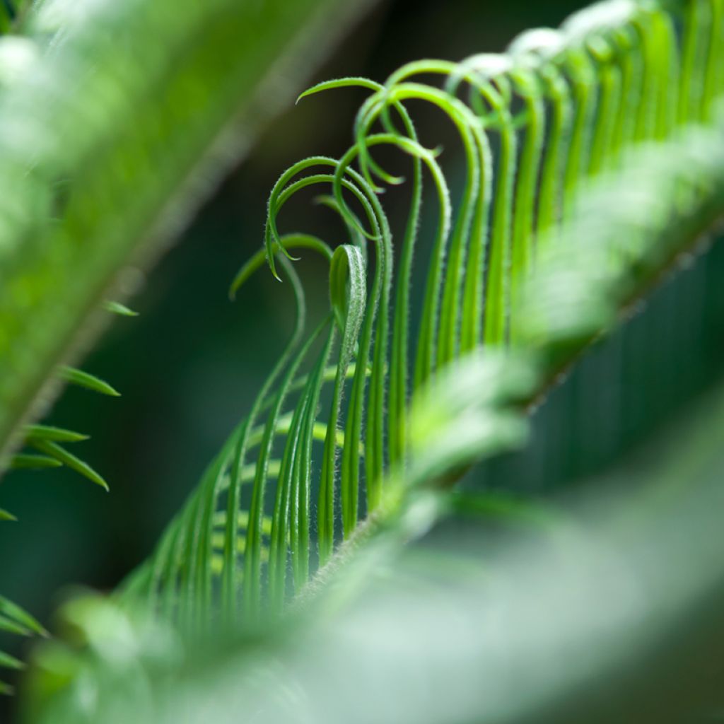 Cycas revoluta - Cycas del Giappone