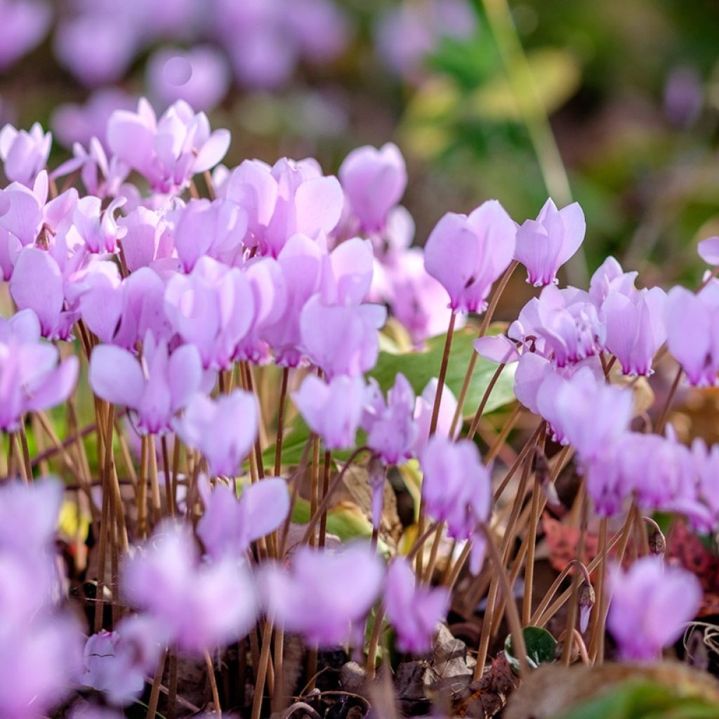 Cyclamen hederifolium