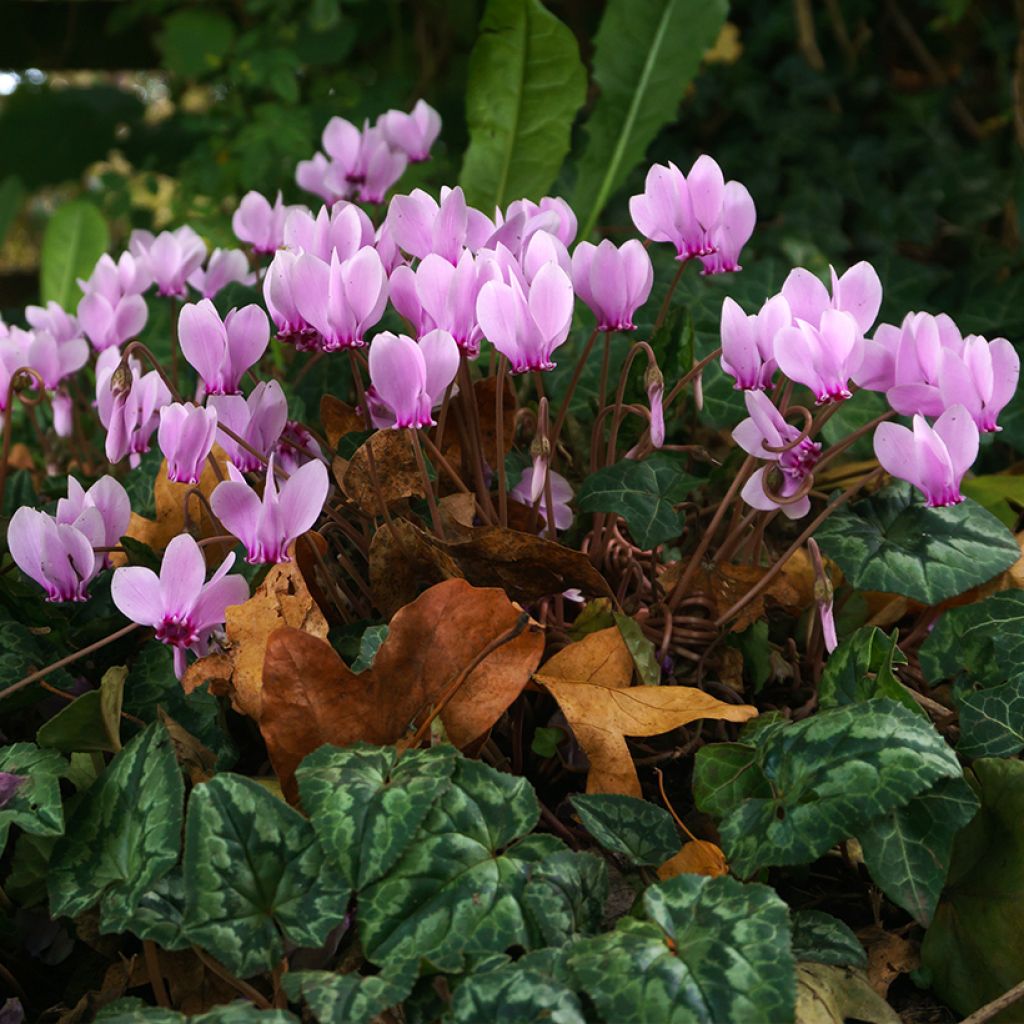Cyclamen hederifolium