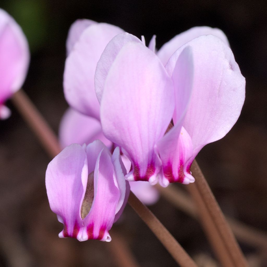 Cyclamen hederifolium
