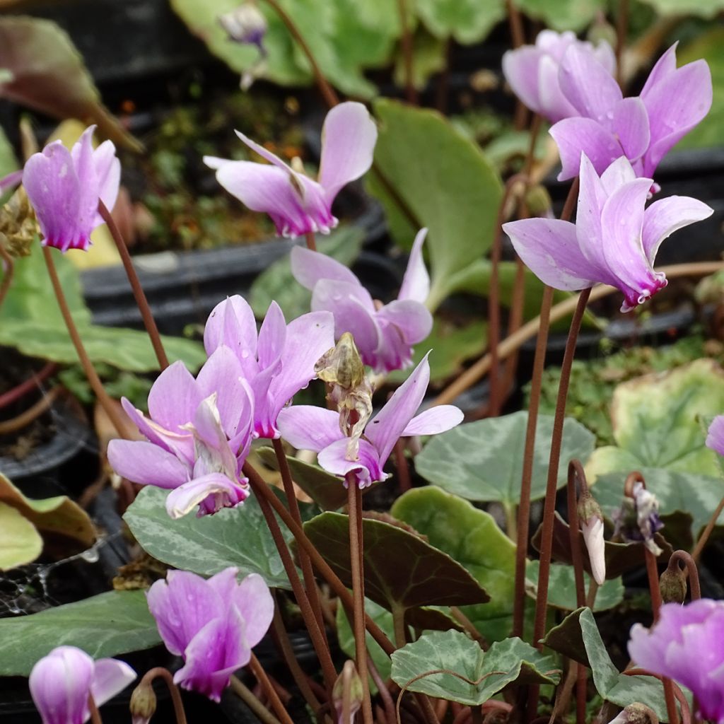 Cyclamen hederifolium