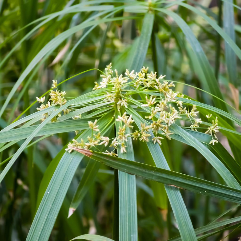 Cyperus alternifolius (semi) - Falso papiro