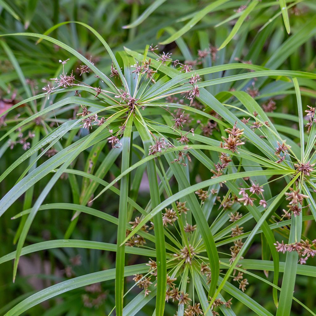 Cyperus alternifolius (semi) - Falso papiro
