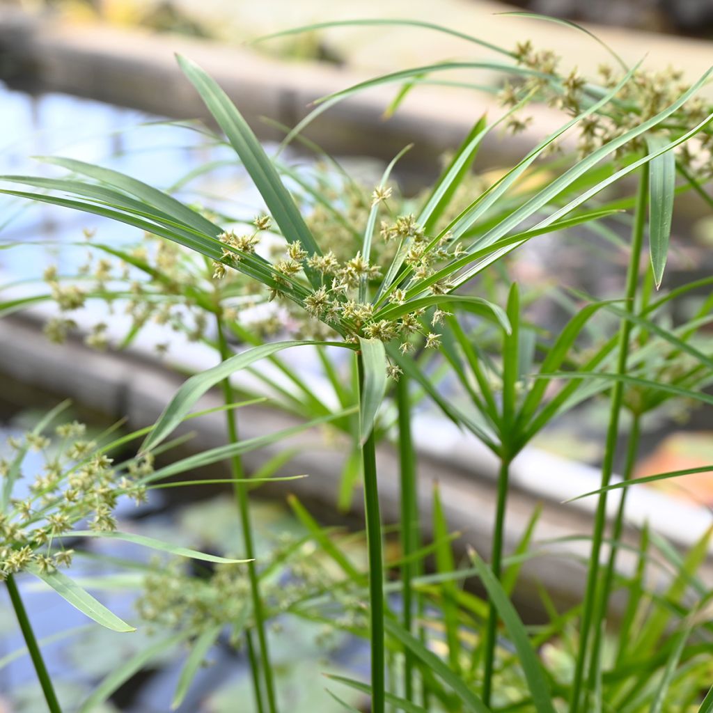 Cyperus alternifolius (semi) - Falso papiro