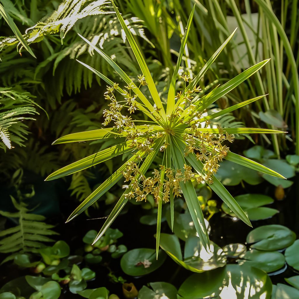 Cyperus alternifolius (semi) - Falso papiro
