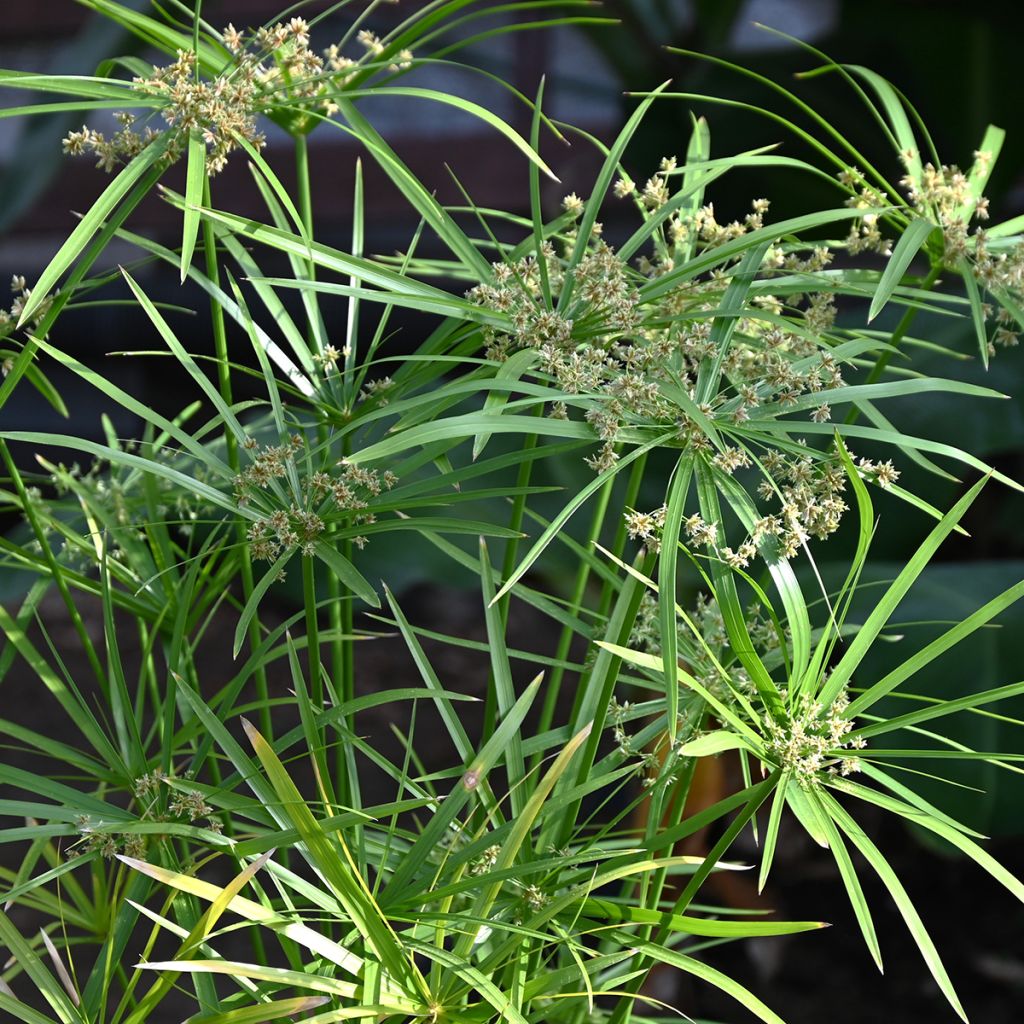Cyperus alternifolius (semi) - Falso papiro