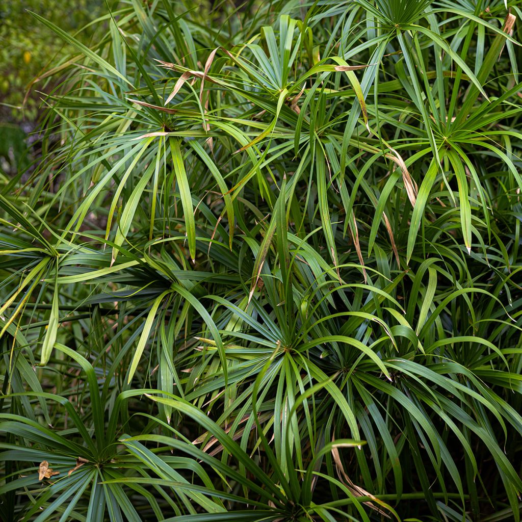 Cyperus alternifolius (semi) - Falso papiro