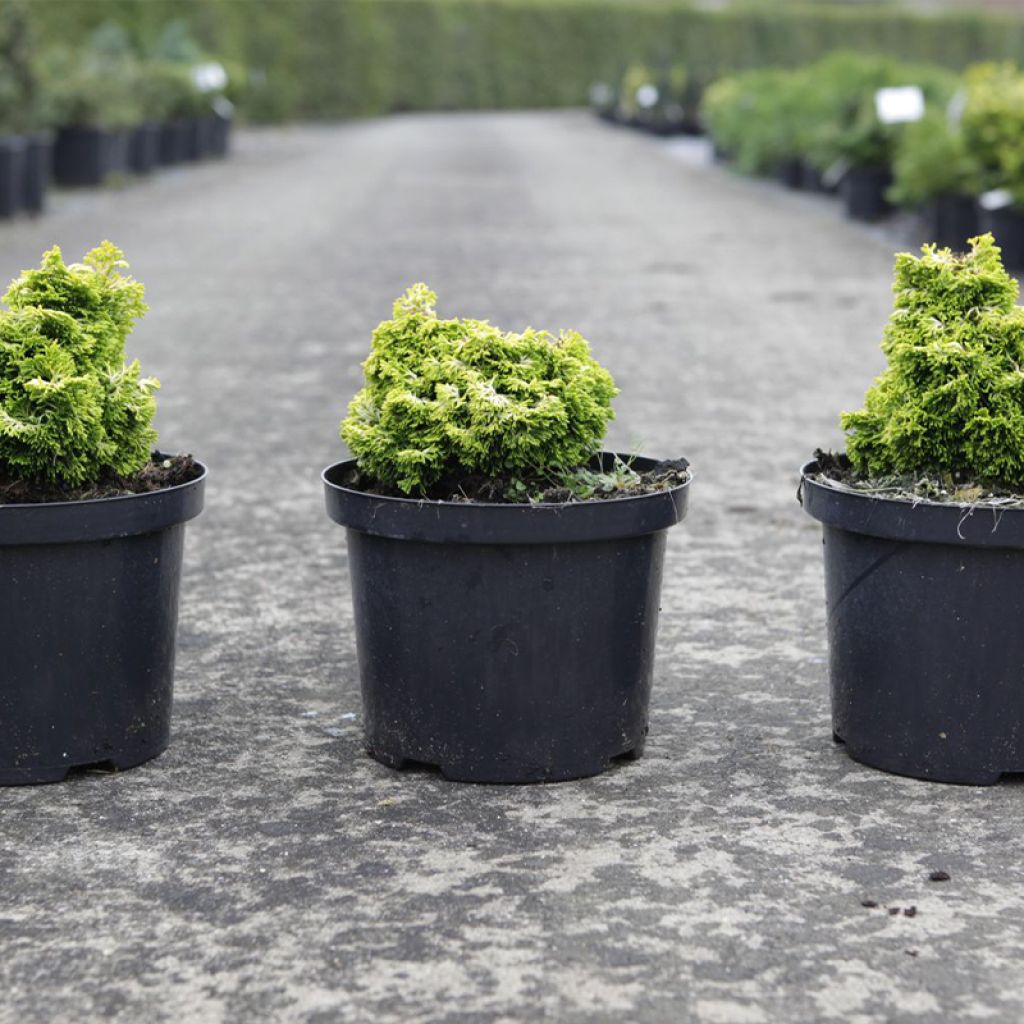 Chamaecyparis obtusa Butterball - Cipresso di Hinoki