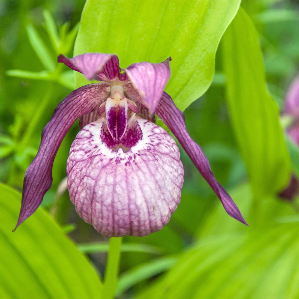 Cypripedium Pinkepank
