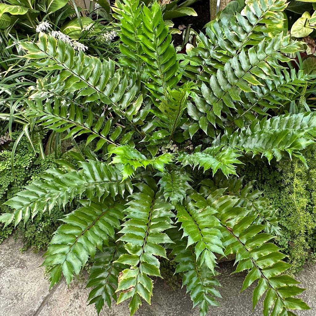 Cyrtomium falcatum - Felce falcata