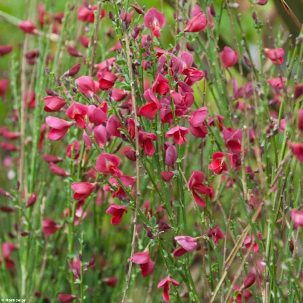 Cytisus scoparius Ruby - Ginestra dei carbonai