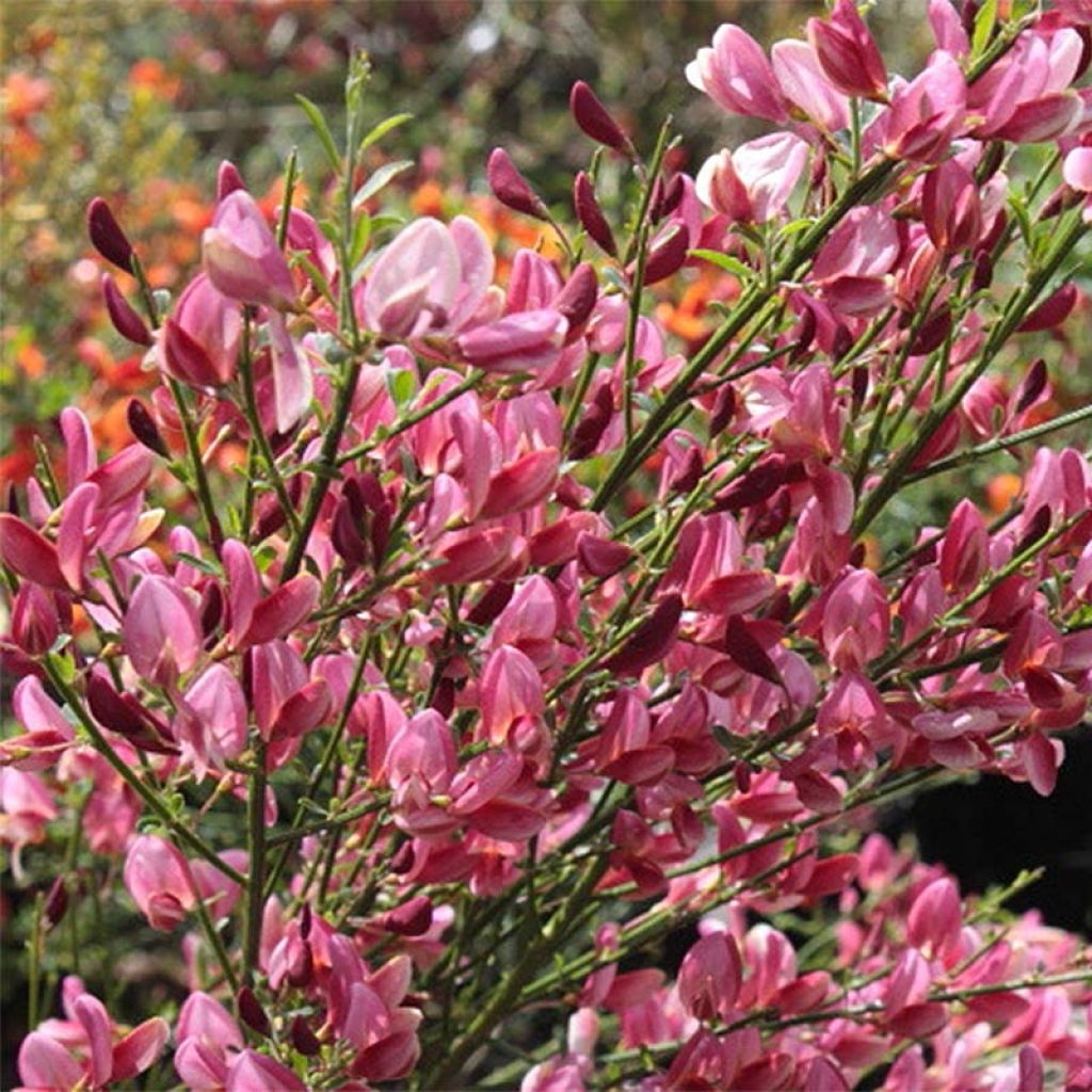 Cytisus praecox Hollandia - Citiso