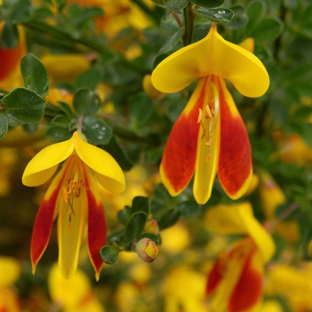 Cytisus scoparius Palette - Ginestra dei carbonai