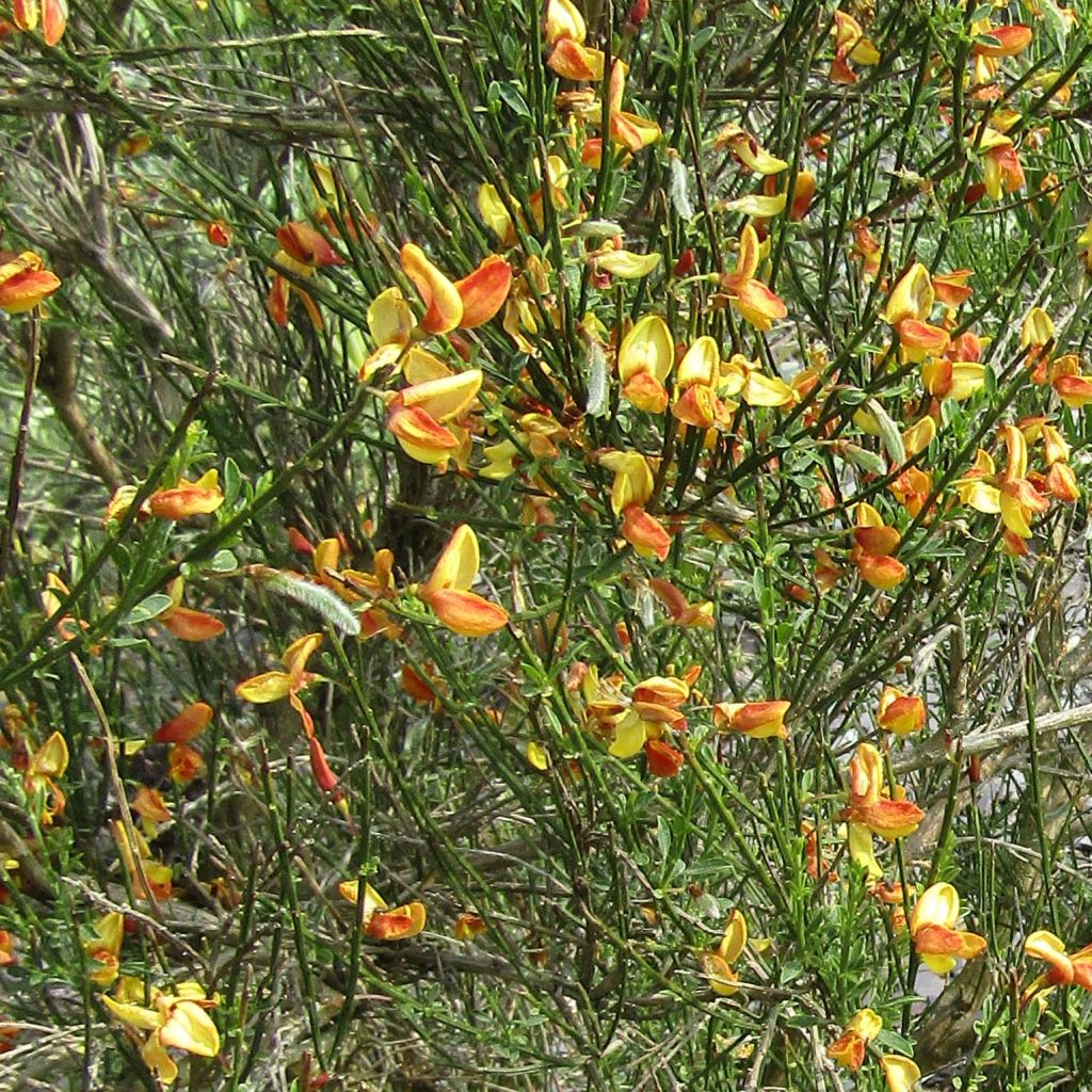 Cytisus scoparius Apricot Gem - Ginestra dei carbonai