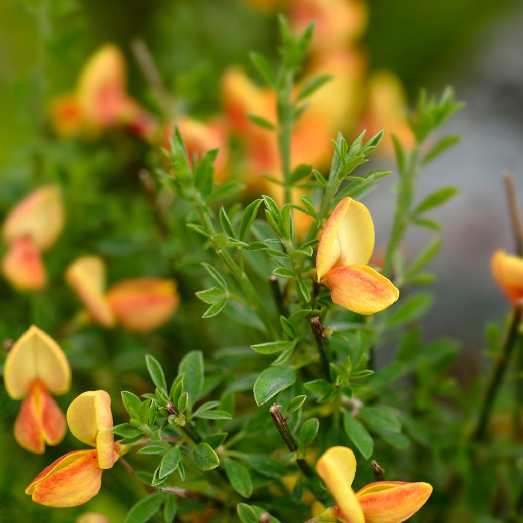 Cytisus scoparius Apricot Gem - Ginestra dei carbonai