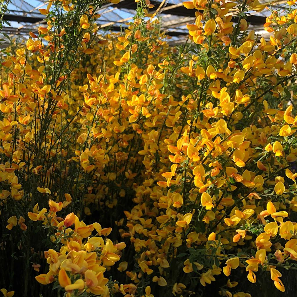 Cytisus scoparius Apricot Gem - Ginestra dei carbonai