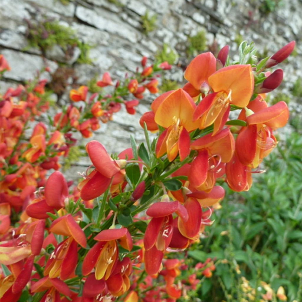 Cytisus scoparius Goldfinch - Ginestra dei carbonai