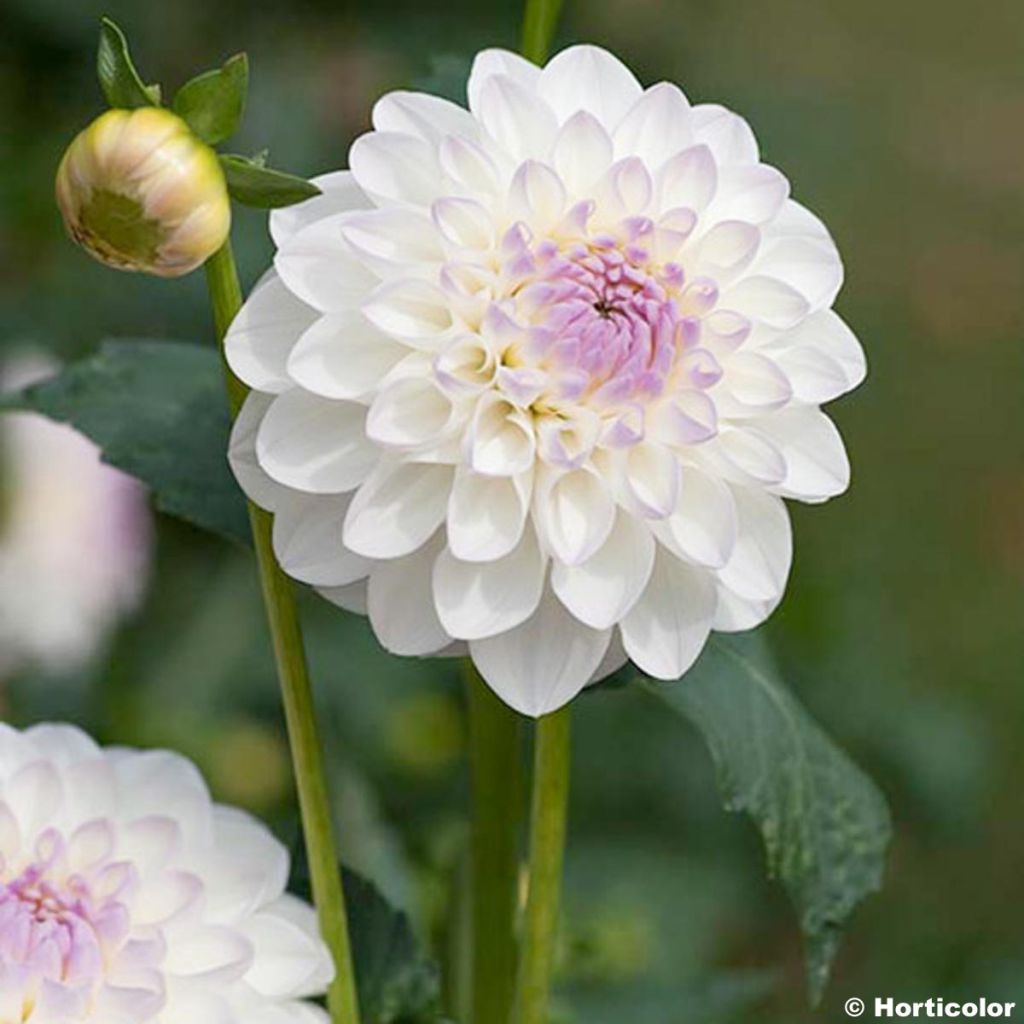 Dalia decorativa Evelyne