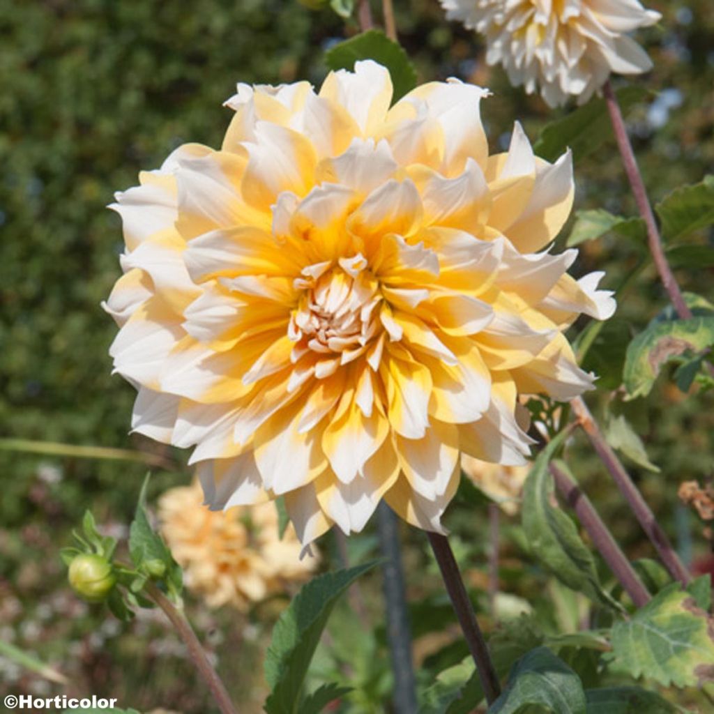 Dahlia Feria