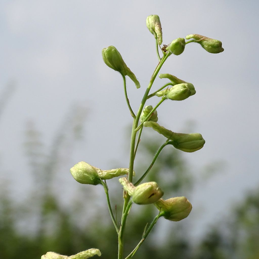 Delphinium ruysii Pink Sensation - Speronella