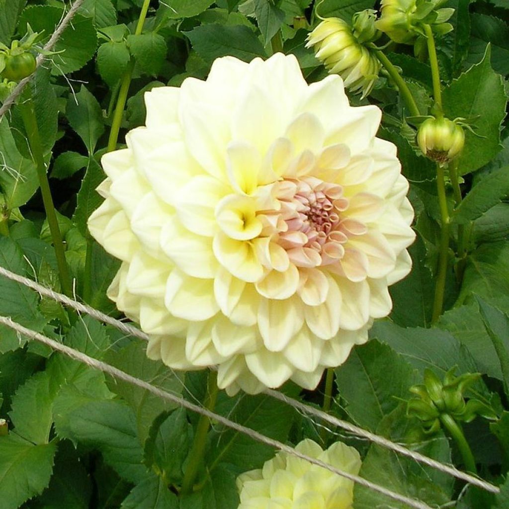 Dalia decorativa Alloway Cottage