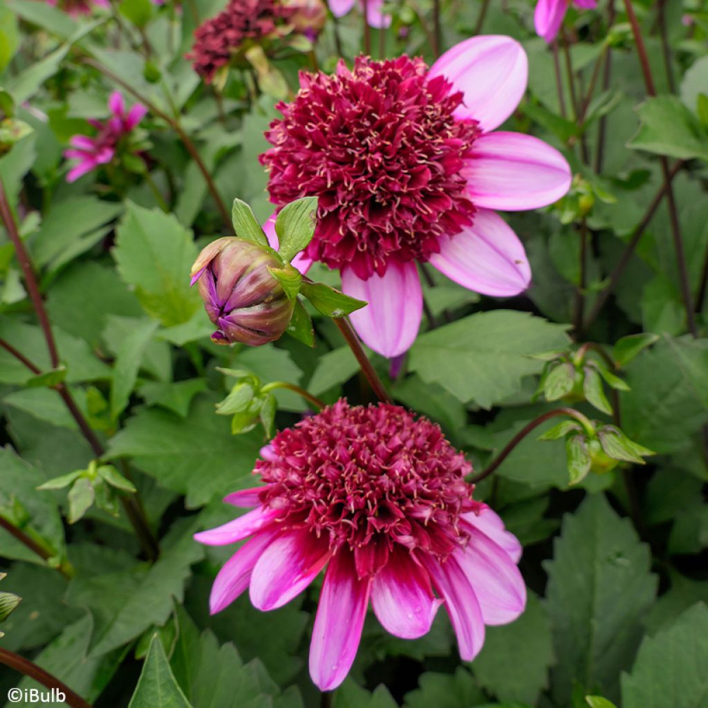 Dalia a fior d'anemone Poodle Skirt