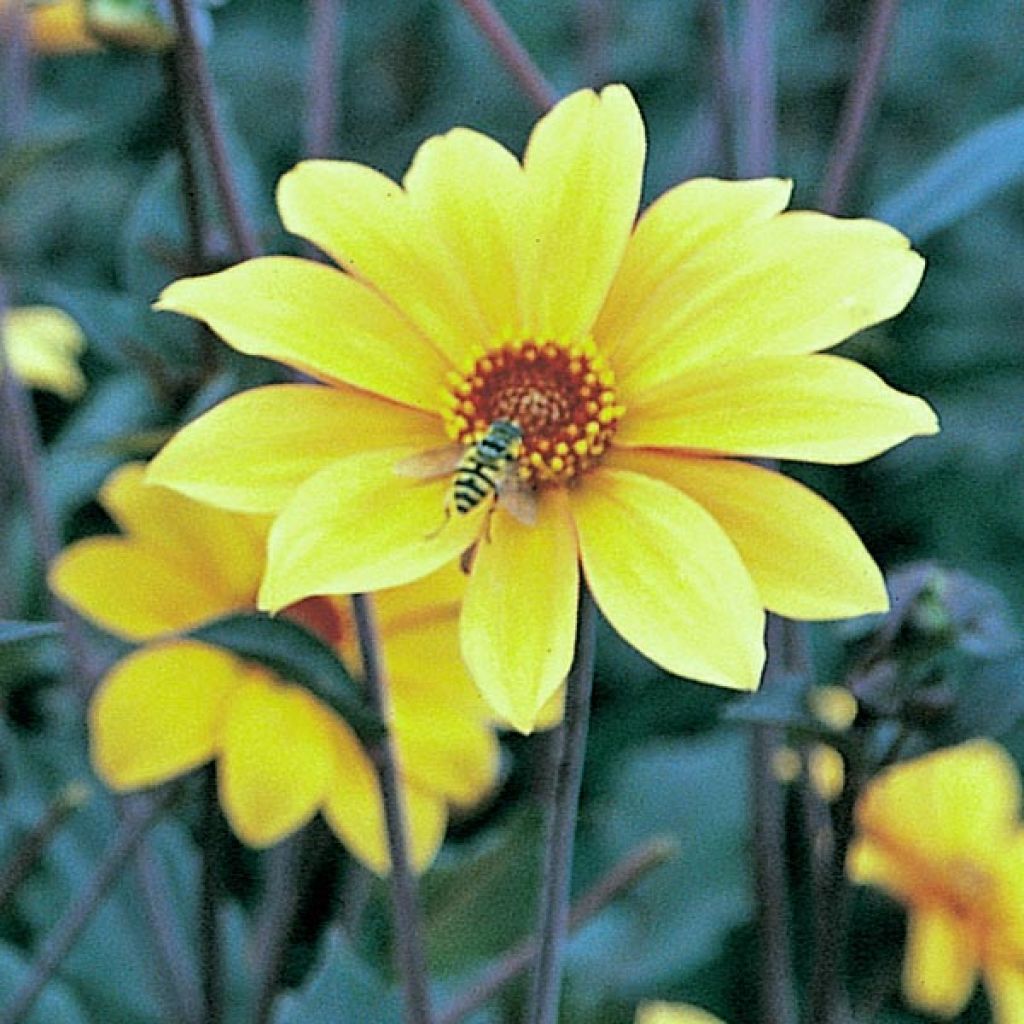 Dalia Bishop of York