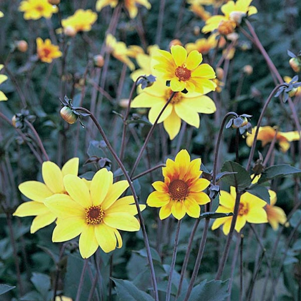 Dalia Bishop of York