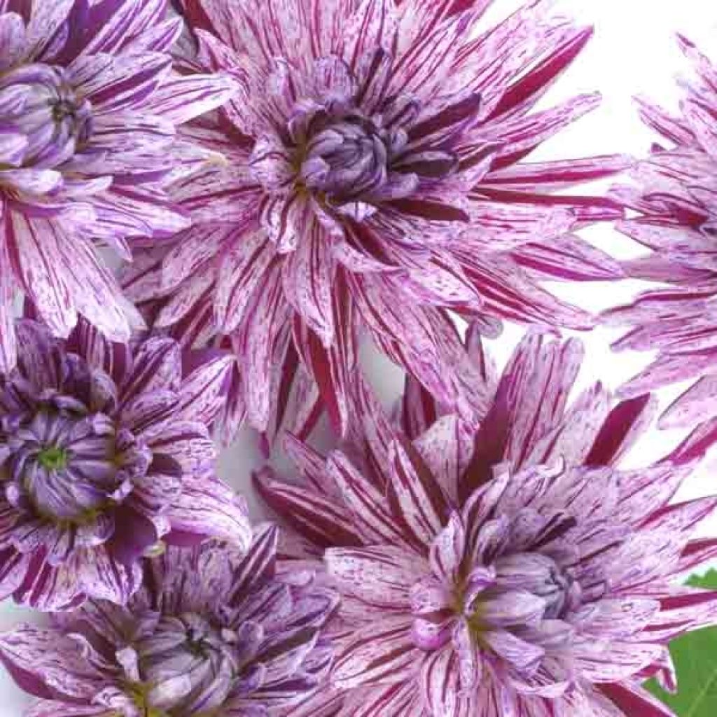 Dalia cactus Blackberry Ripple