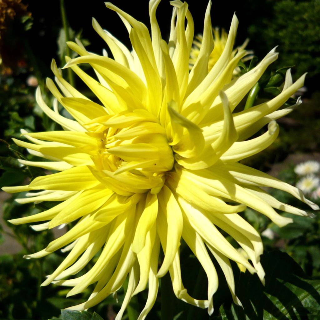 Dalia cactus Kennemerland