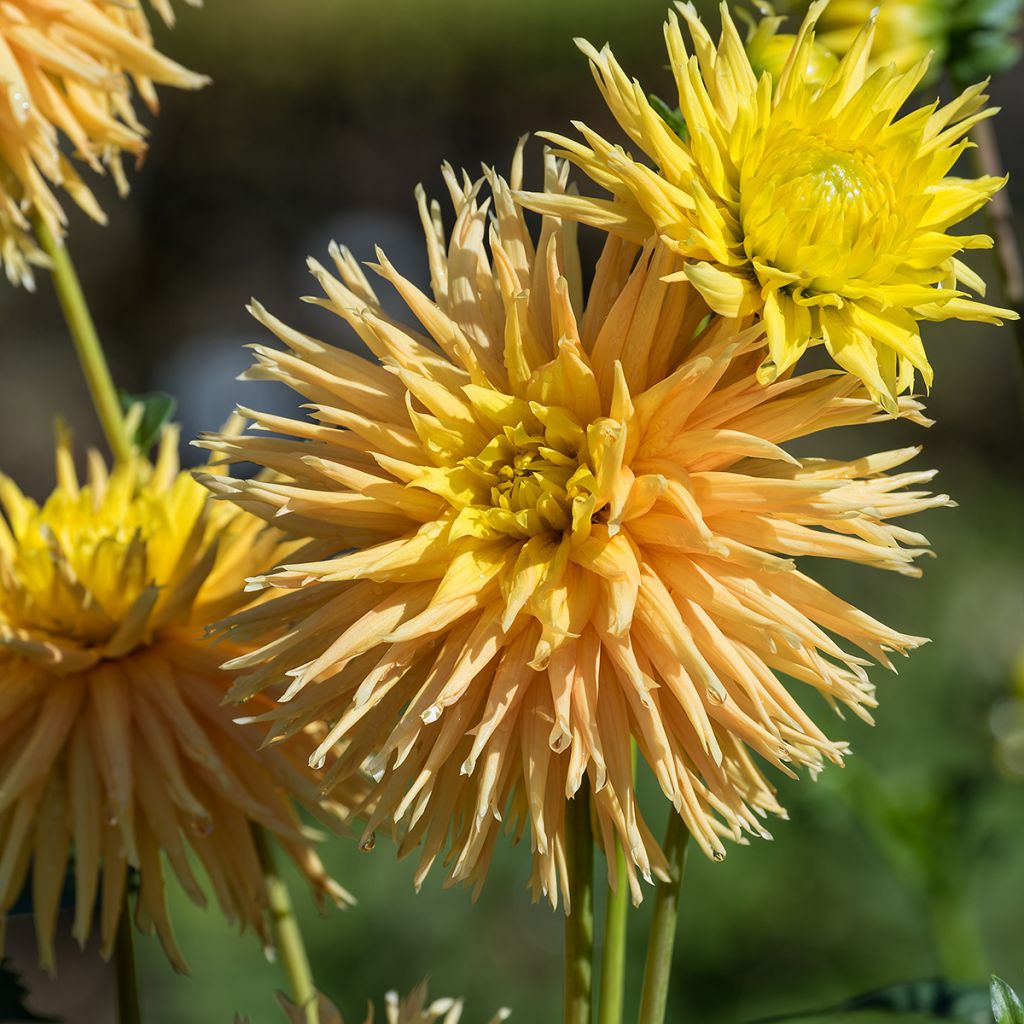 Dahlia fimbriata Mingus Joshua