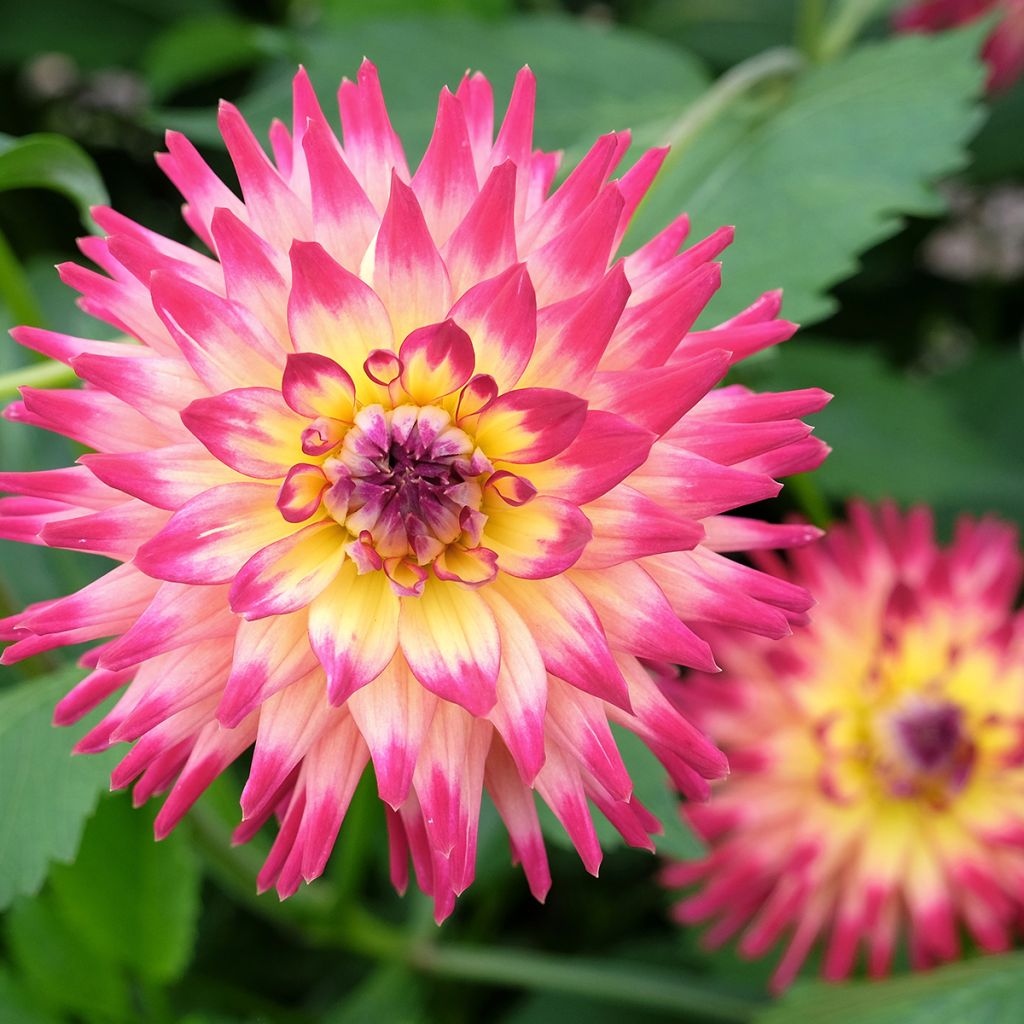 Dalia cactus Mingus Julie