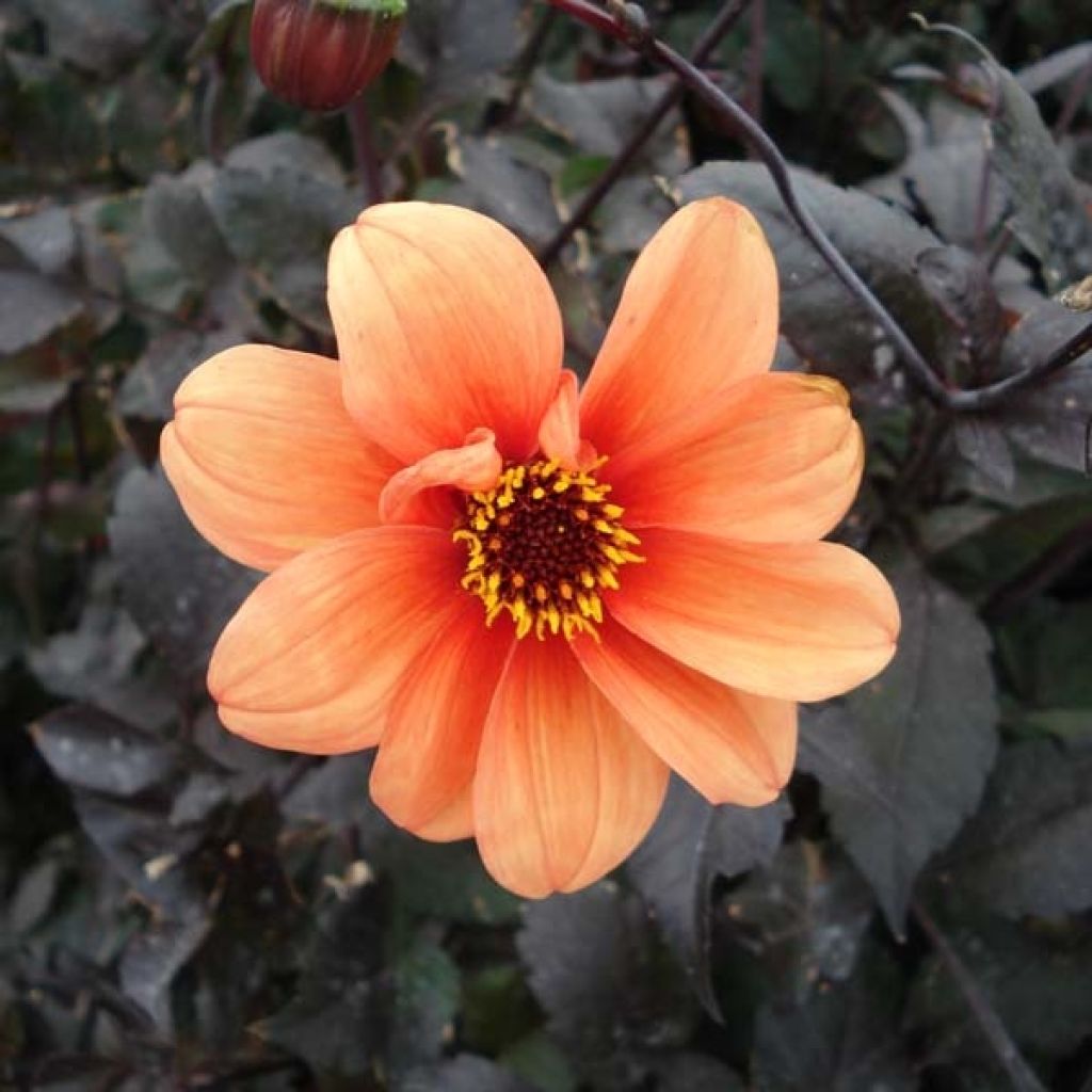 Dalia Catherine Deneuve