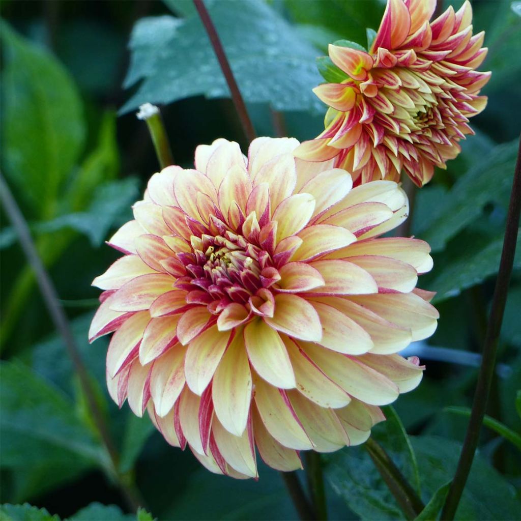 Dahlia Décoratif Irish Pinwheel